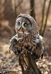 Big brown owl on blurry background