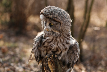 Big brown owl on blurry background