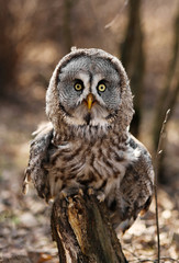 Big brown owl on blurry background