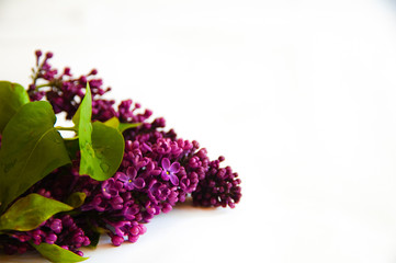 horizontal bouquet of lilac. beautiful lilac. card with lilac. spring. tenderness.