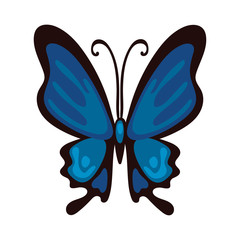 beautiful butterfly insect blue flat style icon