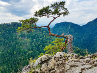 Symbolic tree on the mountain top. Alone tree
