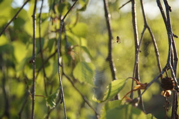 Pająk na drzewie