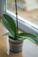Home plant Orchid flower in a pot Green plant and leaves.