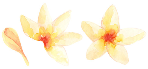 Hand painted watercolor plumeria flower