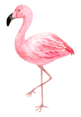 Hand drawn watercolor pink flamingo.