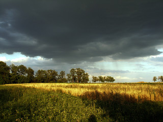 Obraz premium Landscape thunderclouds over the field and trees on a summer day