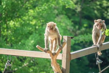 Zoo - Monkey