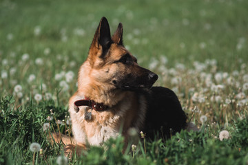 German shepherd lies in a field of dandelions, a shepherd in nature, a dog in the grass