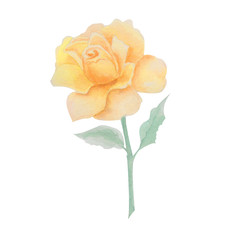 delicate yellow rose, watercolor flower flower illustration