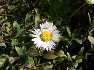 white and yellow flower