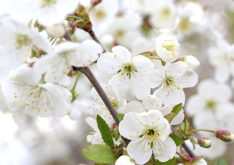 White little apple tree flowers on a tree. Spring.