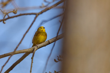 Selective focus photo. Yellowhammer bird, Emberiza citrinella.