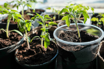 seedlings in peat pots.Baby plants seeding, black hole trays for agricultural seedlings.The spring...