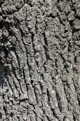 Old wood tree texture background pattern. Natural bark