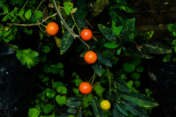 Few baby tomatoes looking like a ping pong ball