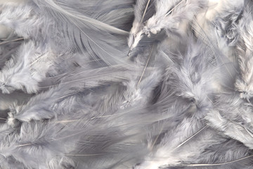 Scattered smoky feathers, top view
