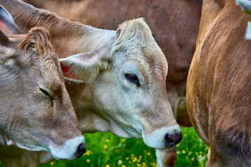 Glückliche Kühe auf der grünen Wiese