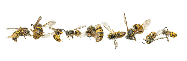Dead wasps are lying curled up in front of a white background
