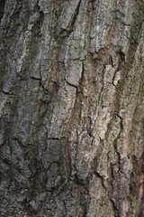 Quercus serrata bark and leaves / Fagaceae deciduous tree