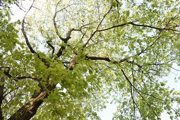 Quercus serrata bark and leaves / Fagaceae deciduous tree