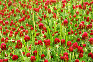 ストロベリーキャンドル