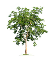 Tree isolated on white background