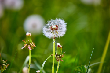 Grüne Wiese mit Löwenzahn, Frühling