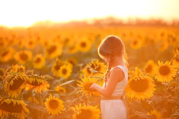 A girl with pigtails on a walk at sunset on a field of sunflowers examines a large flower. side view.