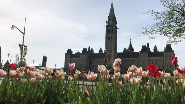 Tulips in bloom in front of the Canadian Parliament