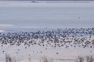 View of the Fuente Piedra lagoon (Malaga) A very rich place of fauna.