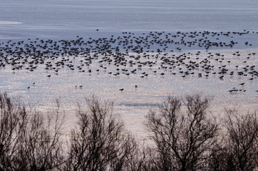 View of the Fuente Piedra lagoon (Malaga) A very rich place of fauna.