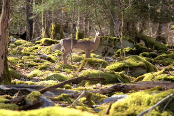 deer in the woods