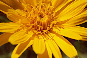 Nahe blühende gelbe Blume im Frühling