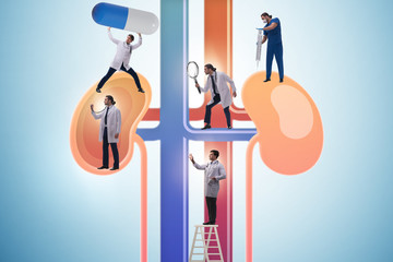 Doctors examining kidneys in medical concept