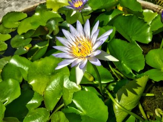 Lily in the Royal Palace
