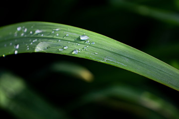 Feuille Chasmanthe_3