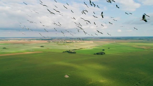 Flock of birds in flight over field. Aerial view. White stork. Drone shot of flying birds in slow motion.