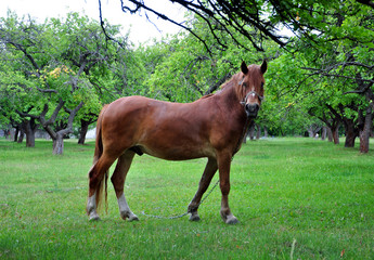 Obraz premium Brown horse on a green background. A horse is grazing among the trees