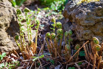 Growing leaves of young fern in spring