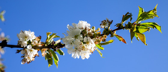 Blooming cherry blossoms against the blue sky