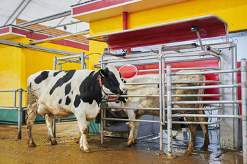 Automated cow farm. Milking machine, modern milk production technology at the factory © amixstudio