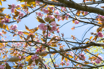 背景に使える晴れた日の八重桜(ヤエザクラ)