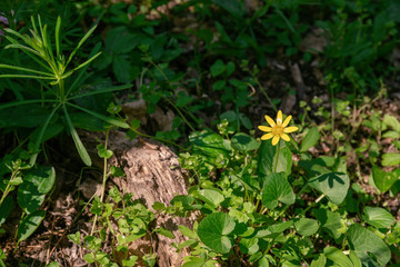 yellow flower in the forest