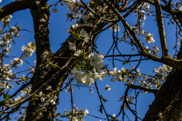 kwiat wiśni  © wedrownik52