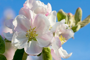 Apfelblüten mit blauem Himmel im Hintergrund