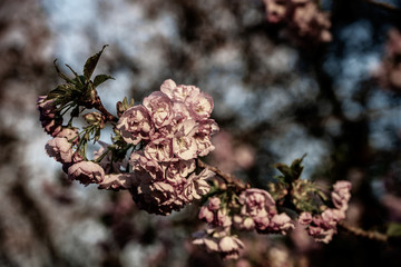 Tree blossoms at sunset in spring