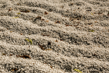 sfondo di sabbia con i segni del vento