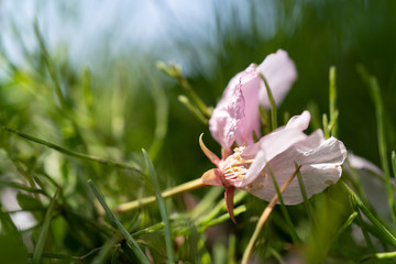 散った桜をマクロレンズで撮影