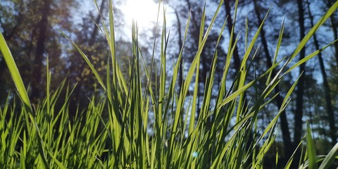 Fototapeta premium grass and water